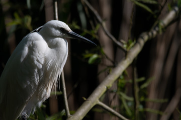 Heron in the canal