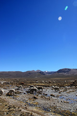 A herd of wild living alpacas grazing on a high elevated plain in the Salinas y Aguada Blanca National Reserve in the Andes of Peru - obrazy, fototapety, plakaty