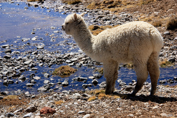A wild living alpaca grazing on a high elevated plain in the Salinas y Aguada Blanca National Reserve in the Andes of Peru - obrazy, fototapety, plakaty