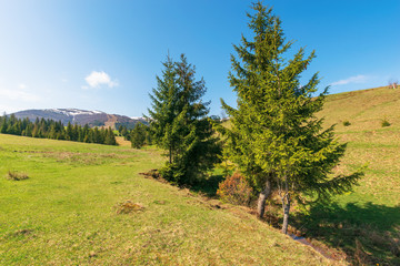 Fototapeta na wymiar mountainous countryside in springtime. spruce trees on the grassy hills. spots of snow on the distant mountain top. sunny weather with blue cloudless sky. carpathian rural landscape