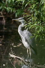 Heron in the canal