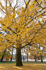 Naklejka premium The scenery of autumn leaves in Kyoto,Japan.
