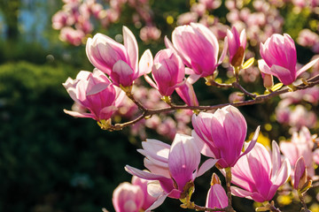pink blossom of magnolia tree. big flowers on the twig on a sunny day. garden nature background....