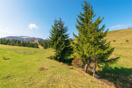 mountainous countryside in springtime. spruce trees on the grassy hills. spots of snow on the distant mountain top. sunny weather with blue cloudless sky. carpathian rural landscape