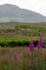 Fototapeta premium Fields of Connemara, Ireland