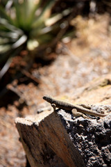 A brown Lizard enjoying the warm sun rays on a rock in the Colca Canyon in Peru