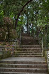 View of granite stairs in the middle of the forest