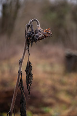 rotten sunflower stands in a field