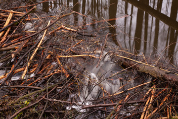 trees cut by beavers, intended for the construction of a beaver dam on the river