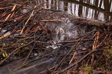 trees cut by beavers, intended for the construction of a beaver dam on the river