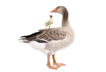 Goose standing with a gosling on its back isolated on white background