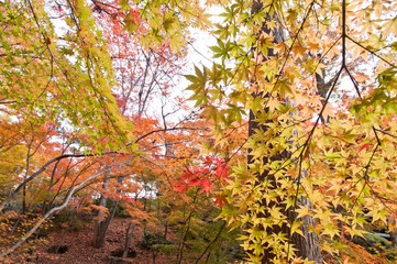 The scenery of autumn leaves in Kyoto,Japan.
