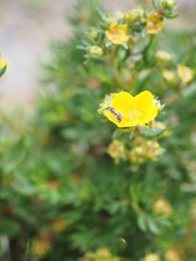 Obraz premium キンシバイの蜜を吸いにきた蜂