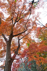 The scenery of autumn leaves in Kyoto,Japan.