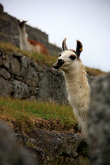 The UNESCO World Heritage Site Machu Picchu is home to the most photographed Llamas in the World