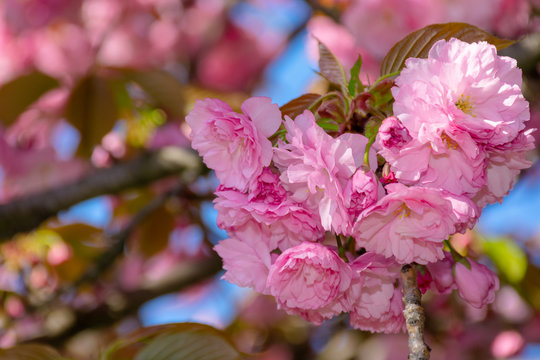 pink cherry blossom close up. spring has sprung. beautiful nature background