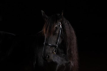 Friesian horse in portraits in front of a black background photographed with LowKey flash. Horse...