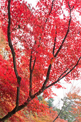 The scenery of autumn leaves in Kyoto,Japan.