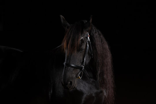 Friesian horse in portraits in front of a black background photographed with LowKey flash. Horse looks to the right shoulder.