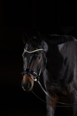 Fototapeta premium Horse whole blood Mecklenburg photographed against a black background with flash low key in portraits of the head.