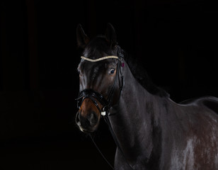 Fototapeta premium Horse whole blood Mecklenburg photographed against a black background with flash low key in portraits of the head.
