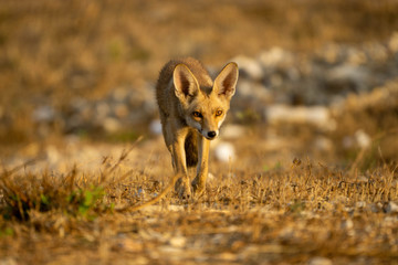 libanese fox 2