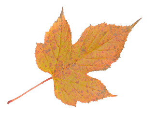 Leaf of wild raspberry 5