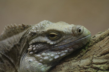 トカゲのアップ