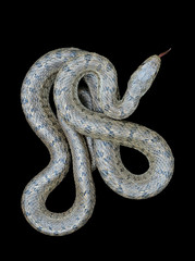 Snake (Elaphe dione) 8
