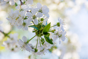 Obraz premium white blossom of apple tree. tiny flowering in the twigs in sunlight. spring season in the garden. bright ornamental background.
