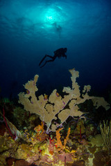 Scuba diver shadow behind colorful coral in caribbean sea