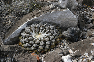 Ariocarpus fissuratus