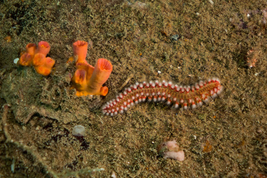 Bearded fireworm with red sponges in caribbean sea. Underwater life