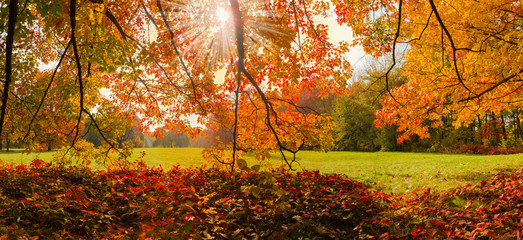 Red oaks branches with autumn leaves against glade in park © An-T