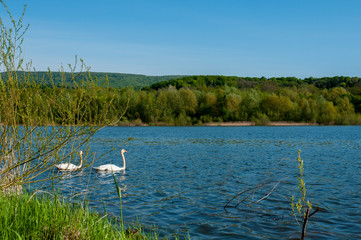 white swans on an autumn lake on a sunny day