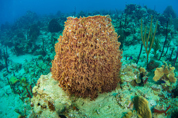 Naklejka na ściany i meble Giant barrel sponge in caribbean sea. Underwater life