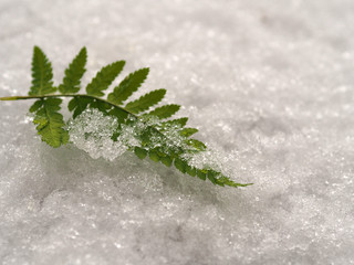 Isolated green fern leaf with frosty crystals on a background of white snow in winter. Original...