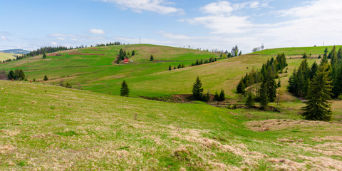 rolling hills of carpathian countryside in spring. beautiful rural landscape of ukraine. green grassy meadows and fluffy clouds on the blue sky