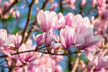 Fotobehang magnolia tree blossom in springtime. tender pink flowers bathing in sunlight. warm april weather © Pellinni
