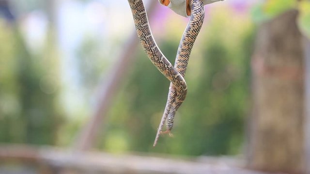 Lampropeltis getula meansi, commonly known as Apalachicola Kingsnake