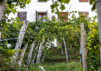 Picturesque hills with vineyards of the Prosecco sparkling wine region in Valdobbiadene, Italy.