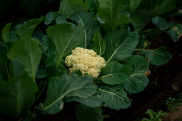 畑のカリフラワー