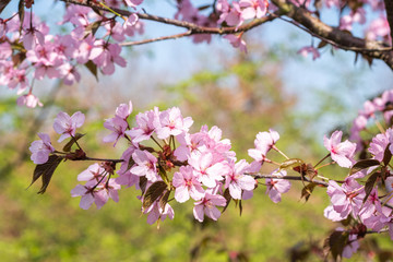 Fototapeta na wymiar Prunus sargentii 'Charles Sargent' Detail Blüte