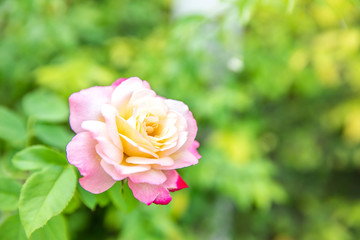 Pink rose flower in roses garden.