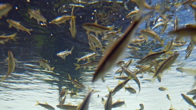 Underwater Shot of Large School of Small Fishes Swimming in Clear Waters