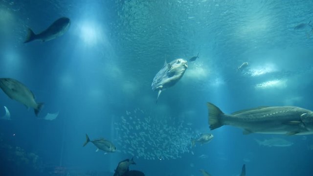 Underwater Shot of Tropical School of Fishes, Tunas and Sharks Swimming with Filtering Sun Rays