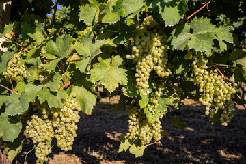 Prosecco white grapes on a vineyard befor harvesting in Valdobbiadene hills. Veneto. Italy