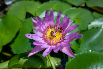 Bees in the lotus