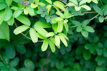 Fototapeta na wymiar Light green and dark green leaf