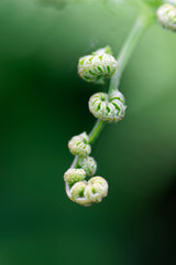 Fern plant young shoots leaf